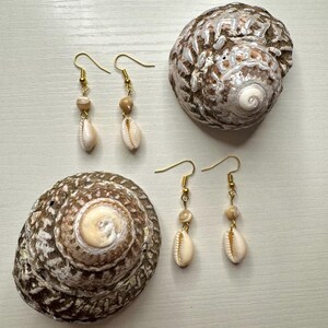 May include: Two pairs of seashell earrings with gold-colored hooks and accents, displayed with two large, textured seashells. The earrings feature small, beige seashells and round beads. The seashells are beige and brown.