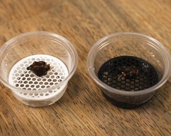 Corm holder, alocasa corm holder, seed holder, no root rot, gardening, tropical plants,  condiment size, tools, palm seed