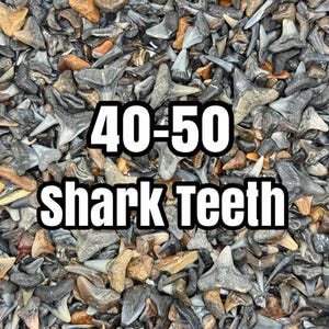 Una pallina di denti di squalo! (Circa 40-50 denti di squalo)