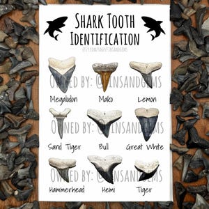 Carte d'autocollants d'identification de dent de requin 4 x 6 po