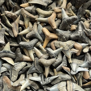 High Quality Fossilzed Shark Teeth 0.5” - 1”