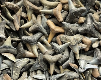 High Quality Fossilzed Shark Teeth 0.5” - 1”