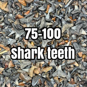 Scoop of Shark Teeth! (Approximately 75-100 shark teeth)