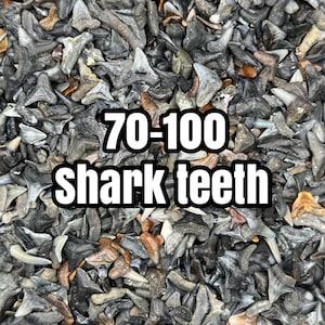Scoop of Shark Teeth! (Approximately 70-100 shark teeth)