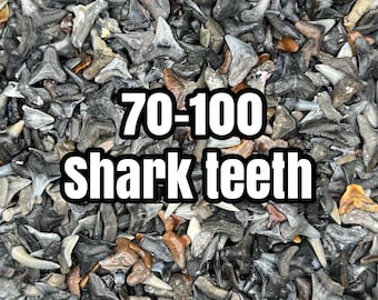 Fossilized Shark Teeth from Venice FL (Approx 70-100)