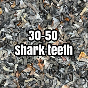 Scoop of Shark Teeth! (Approximately 30-50 shark teeth)