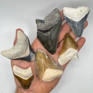 Bone Valley Megalodon Shark Tooth Fragments, Authentic fossilized shark teeth