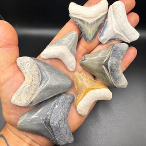 Frammenti di denti di squalo megalodonte di Bone Valley, autentici denti di squalo fossilizzati