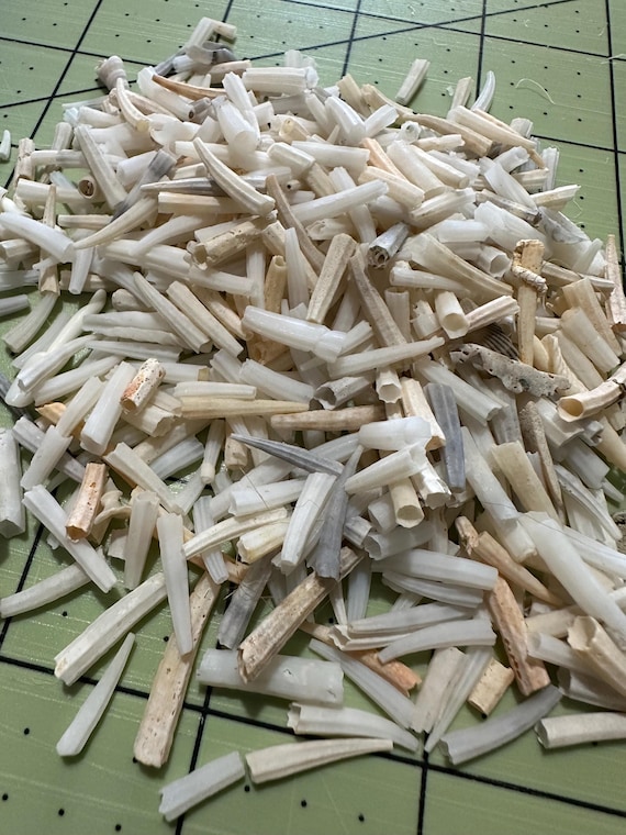 6 ounces tiny tusk shell dentalium shells  native jewelry supplies