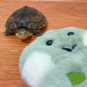 Puede incluir: Un pequeño juguete de peluche verde con una cara blanca y un diseño de hoja verde. El juguete está sentado sobre una superficie de madera junto a una pequeña tortuga.