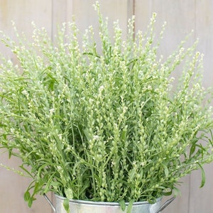 50 zaden: gerimpelde gerimpelde tuinkers / lepidium sativum