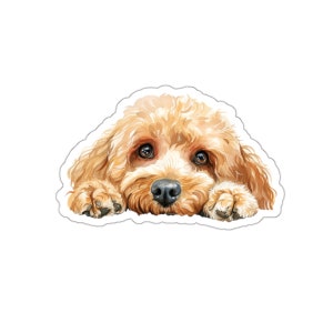 Peut inclure: Une peinture à l'aquarelle d'un petit caniche brun clair avec la tête posée sur une surface. Le chien a un pelage duveteux et de grands yeux sombres.
