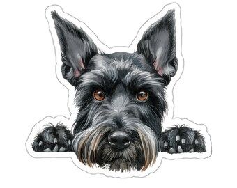 Peut inclure: Un chien miniature schnauzer noir avec une barbe blanche regarde par-dessus une surface avec ses pattes sur la surface. Le chien a les yeux bruns et un nez noir.