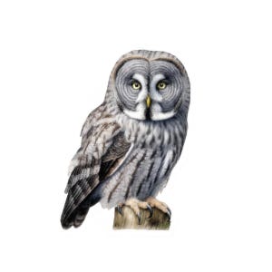 Owl Vinyl Sticker, Bird Decal, Waterproof Eco Friendly, Perfect for Laptops, Water Bottles, Journals, Gifts for Bird Lovers