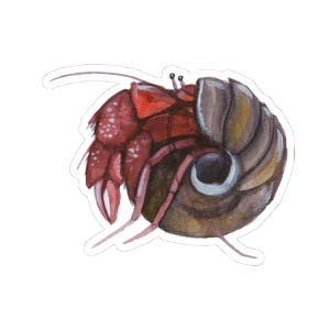 Hermit Crab Stickers, Watercolor Crab Decal, Cute Animal Stickers, Gift for Marine Biologist, Ocean Lover Stickers