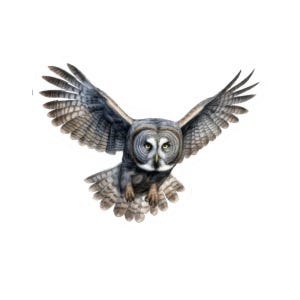 Cute Owl Vinyl Sticker, Great Gray Owl Sticker, Detailed Bird Decal, Waterproof Laptop Sticker, Animal Sticker for Planners