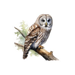 Sticker aquarelle en vinyle brillant, chouette détaillée, sticker animal mignon, sticker pour ordinateur portable, autocollant imperméable, art de la nature, cadeau pour les amateurs d&#39;oiseaux