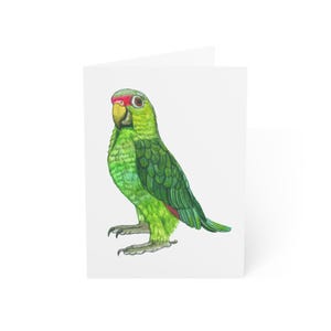 Lindos cartões de felicitações de papagaio verde, pacote com 10 ou cartão dobrado individualmente com envelope, em branco por dentro, conjunto de papelaria para presente com cartão postal de pássaro em aquarela