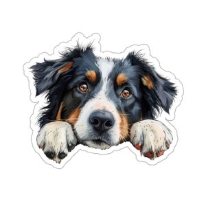 Peut inclure: Un chien de montagne bernois noir, brun et blanc regarde par-dessus le bord d'une surface blanche, les pattes tendues. Le chien a une expression curieuse sur son visage.
