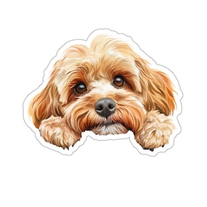 Pegatina de Cockapoo, pegatina de vinilo impermeable para perro mirando para ordenador portátil, botella de agua, teléfono, pared, ventana de coche, regalo