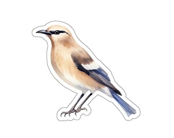 May include: A watercolor illustration of a brown and white bird with blue wings and a long tail. The bird is standing on its feet with its wings spread out.