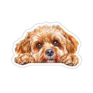 May include: A close-up of a small, brown and white dog with curly fur. The dog is looking at the camera with its head tilted to the side. The dog's paws are resting on a surface, and its body is out of frame.
