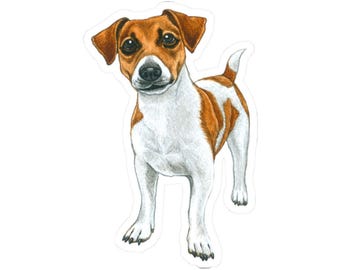 May include: A white and brown Jack Russell Terrier dog with brown eyes and a black nose. The dog is standing with its front paws slightly apart and its back legs together. The dog is looking directly at the viewer.
