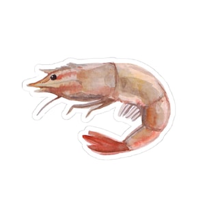 Shrimp watercolor sticker, seafood decal, cute vinyl shrimp, eco friendly sticker, waterproof shrimp art, laptop sticker