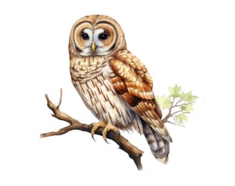 Cute Owl Sticker, Brown Owl Vinyl Decal, Woodland Animal Sticker, Laptop Water Bottle Decal, Transparent Glossy Vinyl Sticker