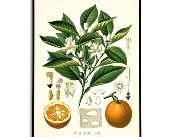 Orange Plant Print, Vintage Botanical Print, Orange Fruit Print, Köhler's Medicinal Plants Poster, Housewarming Poster Gift, Kitchen Decor