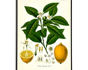 Poster di piante di limone, stampa botanica vintage, stampa di illustrazioni di limoni, stampa di piante medicinali di Köhler, poster di inaugurazione della casa, agrumi di limone