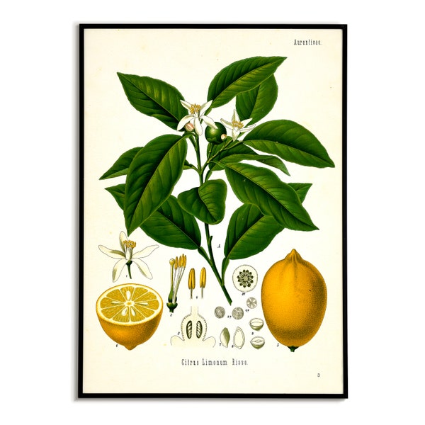 Lemon Poster Print, Vintage Botanical Print, Lemon Illustration Print, Köhler's Medicinal Plant Printable, Housewarming Poster, Lemon Citrus