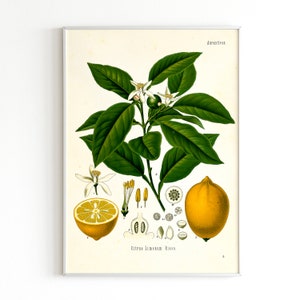 vintage Lemon print ivory background