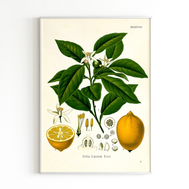 vintage Lemon print ivory background