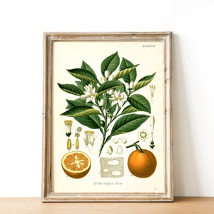 vintage orange print in room