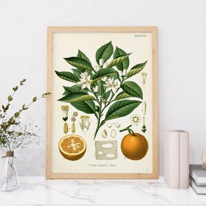 Pu&ograve; includere: Un'illustrazione botanica vintage di un albero di arancio con fiori bianchi e foglie verdi. L'illustrazione include un primo piano del fiore, del frutto e dei semi. Il testo "Citrus Aurantium Risso" &egrave; stampato sotto l'illustrazione.