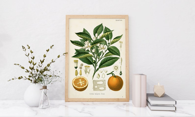 Pu&ograve; includere: Un'illustrazione botanica vintage di un albero di arancio con fiori bianchi e foglie verdi. L'illustrazione include un primo piano del fiore, del frutto e dei semi. Il testo "Citrus Aurantium Risso" &egrave; stampato sotto l'illustrazione.