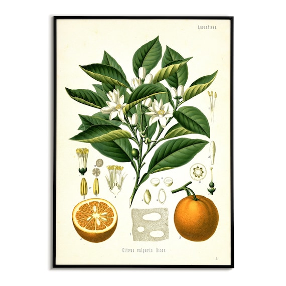 Orange Plant Print, Vintage Botanical Print, Orange Fruit Print, Köhler's Medicinal Plants Poster, Housewarming Poster Gift, Kitchen Decor