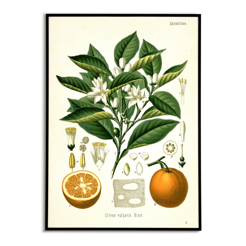 vintage orange illustration