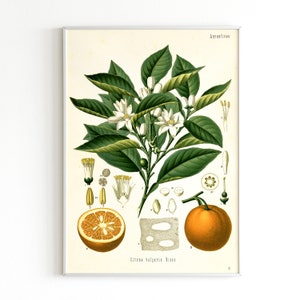 vintage orange print
