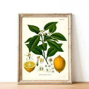 vintage Lemon poster ivory background