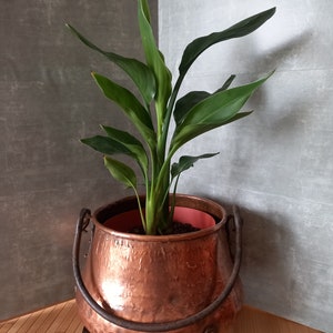 May include: A green plant with long, narrow leaves growing in a copper pot with iron handles and legs. The pot has a hammered texture and is sitting on a wooden surface.