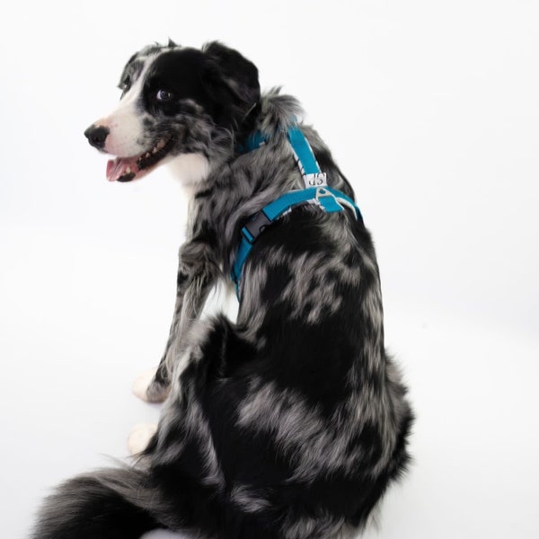 Dog harness/collar and leash