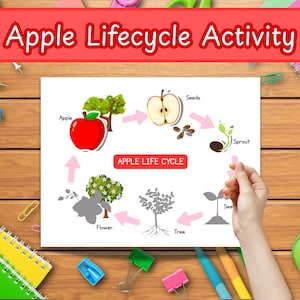 May include: An educational diagram showing the apple life cycle, including apple, seeds, sprout, tree, and flower stages. The title "Apple Lifecycle Activity" is in a red banner. The image is on a wooden surface with stationery.