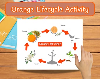 Orange Life Cycle Activity for Kids – Fun and Educational Printable