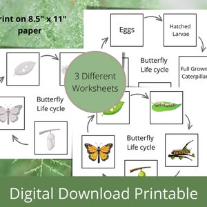 Butterfly Life Cycle Label Cut and Paste Activity Worksheets for Preschool, Homeschool and Teacher Montessori Digital Download Printables