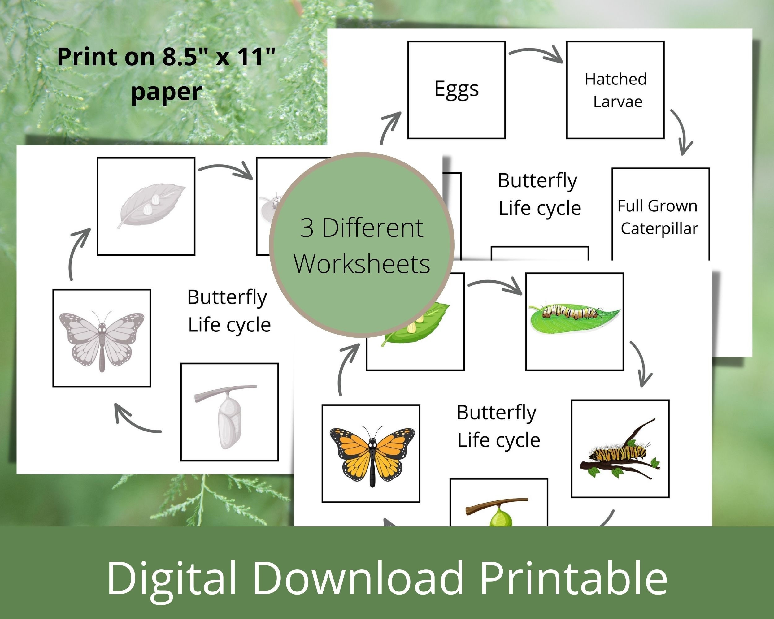 Butterfly Life Cycle Label Cut and Paste Activity Worksheets for