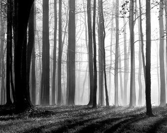 Impresión fotográfica en blanco y negro de un bosque: Árboles altos de Pensilvania