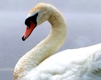 Swan Photography Print Close-up, Mute Swan Photo, White Swan Photo, Fine Art Swan Photo, Photograph Of A Mute Swan, White Swan Photograph