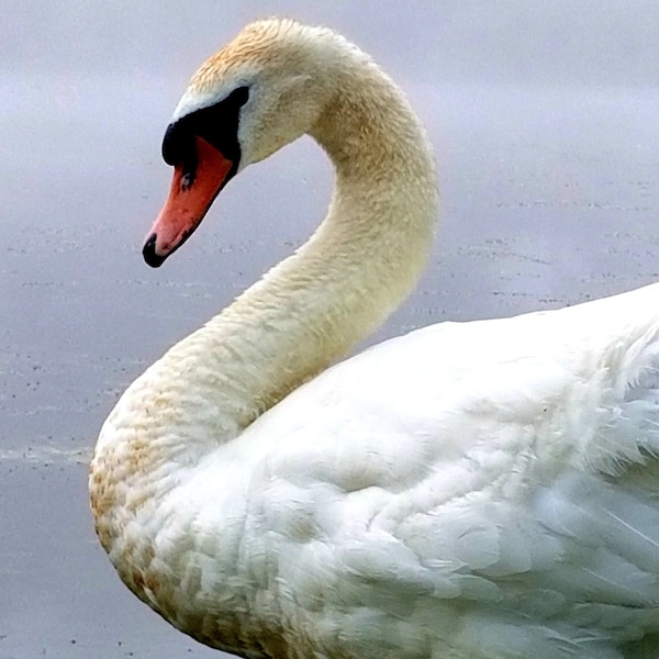 Swan Photography Print Close-up, Mute Swan Photo, White Swan Photo, Fine Art Swan Photo, Photograph Of A Mute Swan, White Swan Photograph